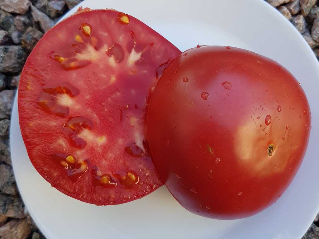 Rosa Desert - Desertnyj Rozovyj